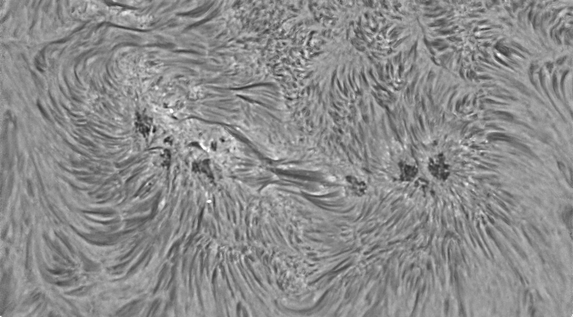 TZ-4 Telecentric System T-2 (4x focal length) Osservazione Solare H-Alpha